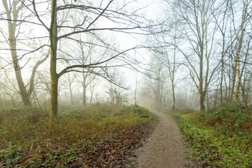 Path winding through misty forest in winter