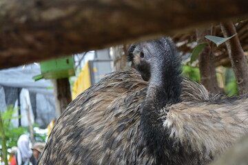 ostrich in the zoo