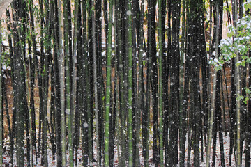 Obraz premium Winter Scenery of the Snowy Hanok Village in Jeonju, North Jeolla Province, South Korea