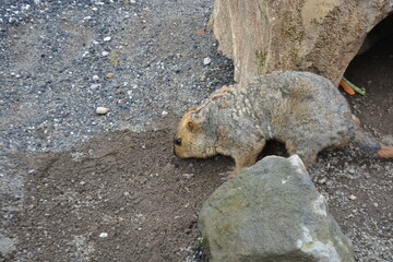 Fototapeta premium Himalayan marmot in a burrow