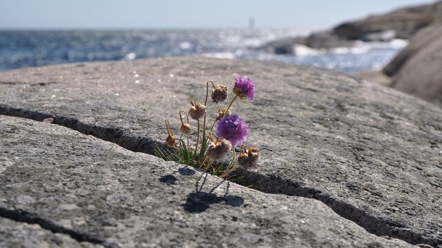 Strandnelken-Bilder: Stock-Fotos & -Videos