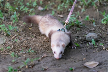 A captivating close-up of an adorable ferret, showcasing its playful and curious nature. With its sleek, soft fur and expressive eyes, the ferret exudes charm as it explores its surroundings