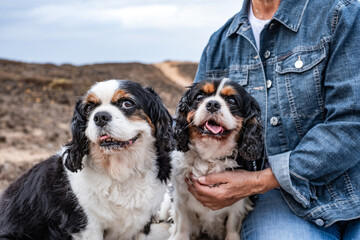 Couple of two old cavalier king charles spaniel dogs in outdoors sitting close to their owner.