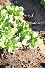Yuma, AZ. U.S.A. 11/2024.  At the convergence of Arizona, California, Mexico and the Colorado River is Yuma, Arizona, the Winter Lettuce capital of North America. 