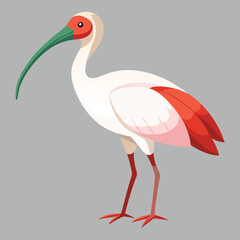 Ibis design art and illustrator eps