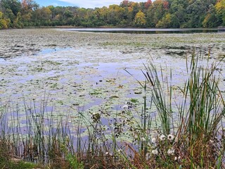 Lilly Pad Pond