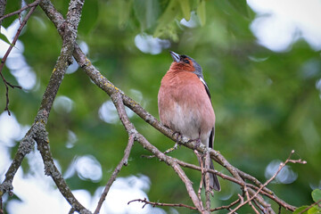 Buchfink ( Fringilla coelebs ).
