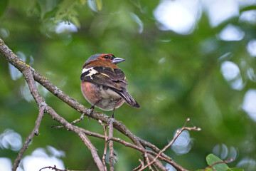 Buchfink ( Fringilla coelebs ).