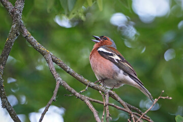 Obraz premium Buchfink ( Fringilla coelebs ).