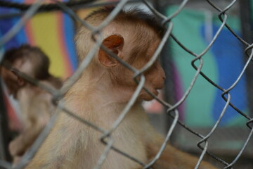 Monkey in a cage