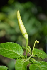 Green chilli pepper