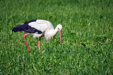 Weißstorch ( Ciconia ciconia ).