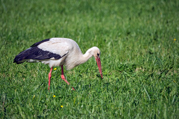 Weißstorch ( Ciconia ciconia ).