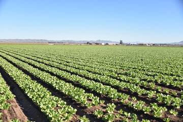 Yuma, AZ. U.S.A. 11/2024.  At the convergence of Arizona, California, Mexico and the Colorado River is Yuma, Arizona, the Winter Lettuce capital of North America. 