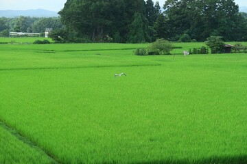 Obraz premium Rural scenery of rice paddy, Tohoku, Japan