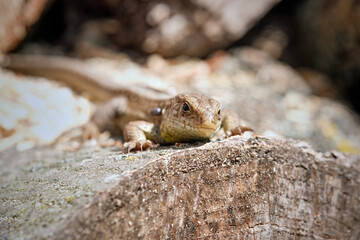 Zauneidechse ( Lacerta agilis ).