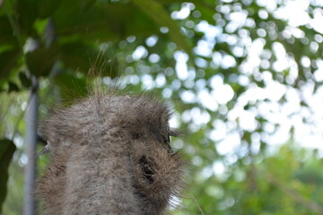 Close up of ostrich head