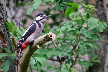 Buntspecht ( Dendrocopos major ).