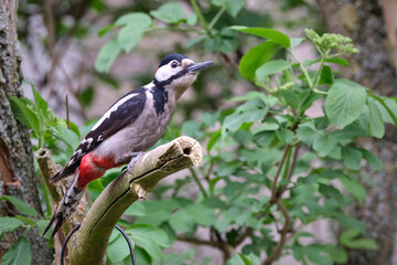 Buntspecht ( Dendrocopos major ).