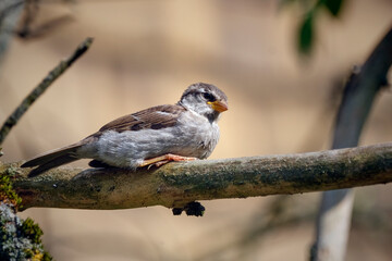 Junger Haussperling ( Passer domesticus ) – auch Spatz oder Hausspatz.