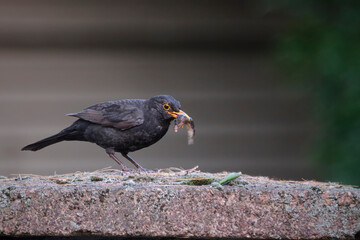 Amsel ( Turdus merula ) oder Schwarzdrossel.