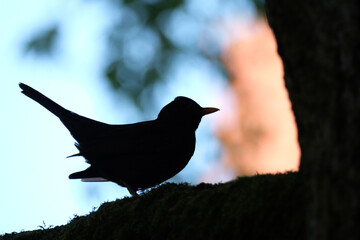 Silhouette einer Amsel ( Turdus merula ) oder Schwarzdrossel.