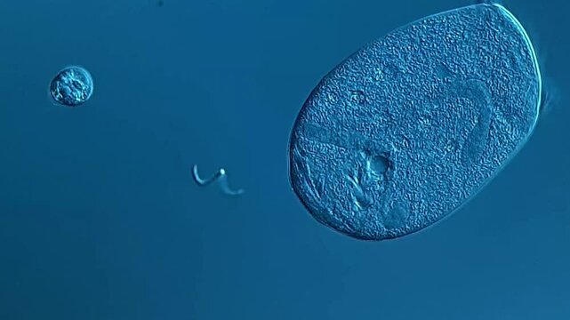 Protozoa under microscope view