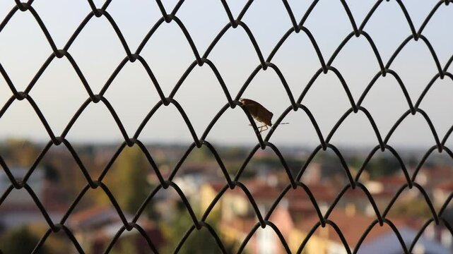 A stink bug walking on a chain-link fence with an urban Italian backdrop in the Veneto region