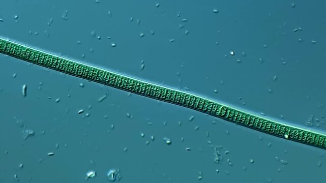 Microalgae under microscope 