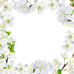 Botanical frame, floral design on white transparent background Cherry plum white flowers like...