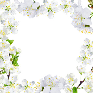 Botanical frame, floral design on white transparent background Cherry plum white flowers like square border Spring wedding template Copy space