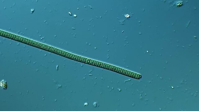 Microalgae under DIC microscope view