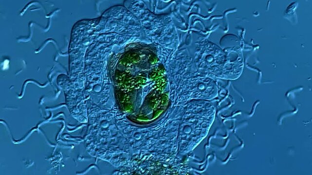 Amoeba and euglena egg under microscope?