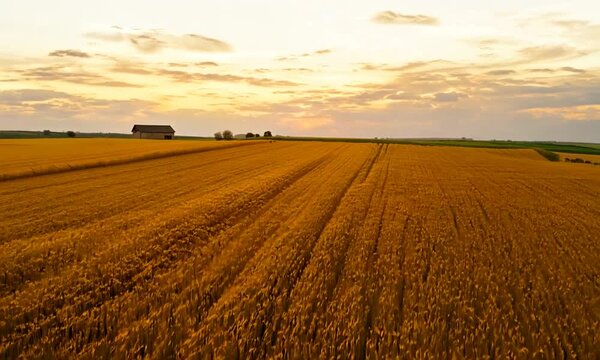 Golden Wheat Field at Sunset 