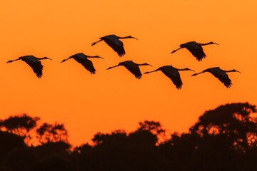 Obraz premium A flock of ibises flying over a wetland during sunset, their silhouettes against the vibrant orange sky