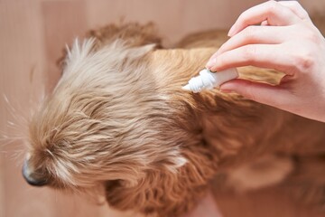the dog is treated with a flea remedy. The dog is dripped on the withers with a parasite remedy