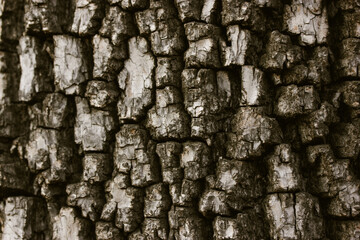 Pine tree dry bark dark grey texture. Old wood trees background pattern. Detail of oak tree. Grunge wooden surface. Forest, park, parkland nature.