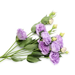 Beautiful violet eustoma flowers with green leaves isolated on white, top view