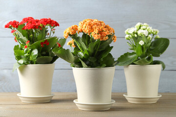 Different beautiful kalanchoe flowers in pots on wooden table indoors