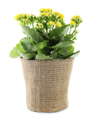 Beautiful yellow kalanchoe flower in pot isolated on white