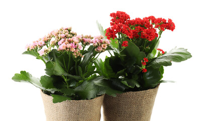Beautiful kalanchoe flowers in pots isolated on white