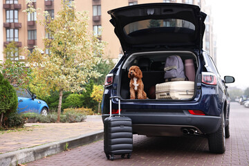 Cute Cavapoo dog and different stuff in car trunk © New Africa