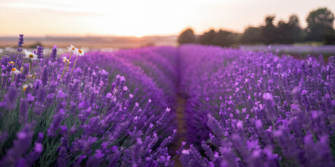 Fototapeta premium Lavender Field Sunset Purple Flowers Summer Bloom Nature