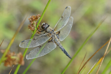 Closeup on an adult Four spotted chaser dragonflu,Libellula quadrimaculata, sitting with spread...