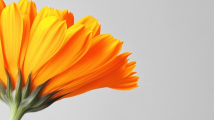 A bright orange calendula against a soft gray background, close-up shot, Minimalist style