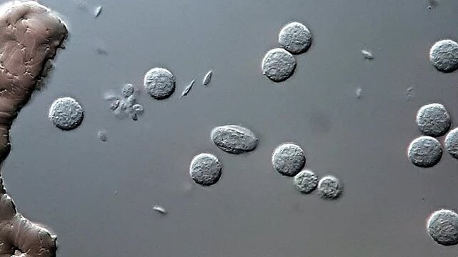 Hepatozoon in dog blood under microscope 