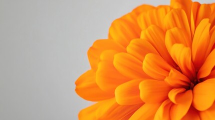 A bright orange marigold against a light gray background, close-up shot, Minimalist style