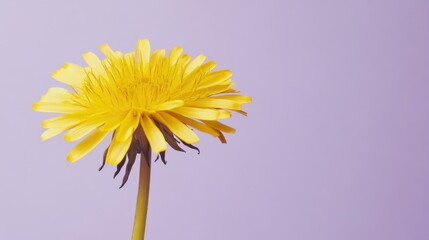A bright yellow dandelion against a soft lavender background, close-up shot, Minimalist style