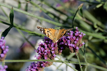 Painted Lady (Vanessa Cardui) Butterfly perched on purple flower in Zurich, Switzerland