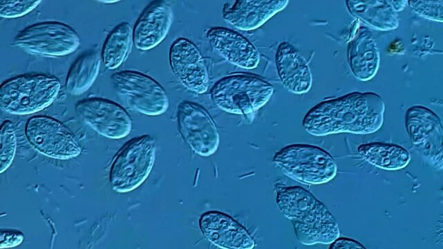 Movement of microorganism in pond water under microscope Ciliates, Amoebae 